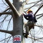 Portland OR Arborist: Seasonal Tree Care Guide for Optimal Landscape Growth