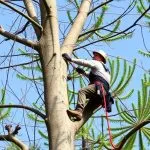 Arborist Certification in Vancouver WA: A Comprehensive Guide
