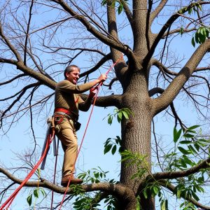 arborist-640x480-92613848.jpeg