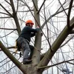 Portland OR Arborist: Optimizing Tree Health Through Fertilization