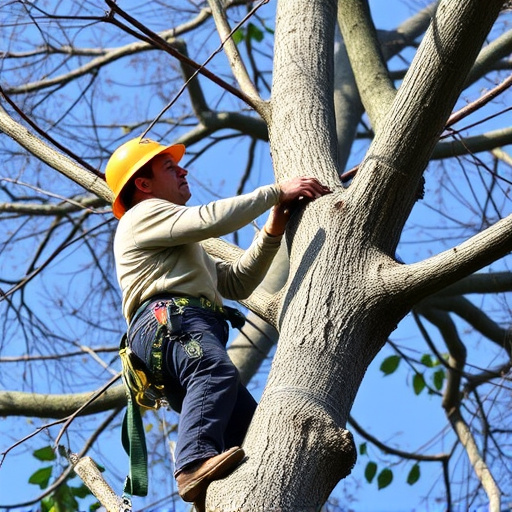 arborist