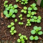Urban Composting: A Comprehensive Guide to Efficient Collection