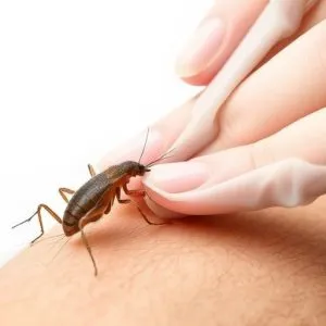 lice-treatment-640x480-46748948.jpeg