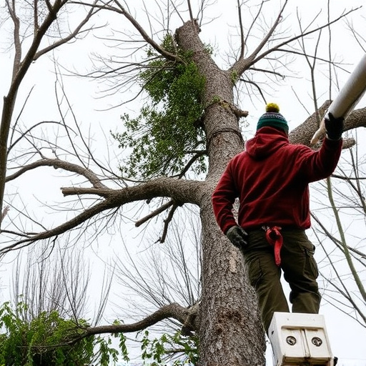 tree removal