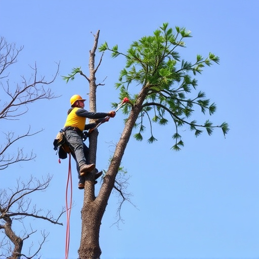 tree removal
