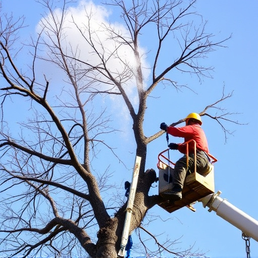 tree removal