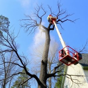 tree-removal-640x480-64045023.jpeg