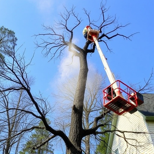 tree-removal-640x480-64045023.jpeg