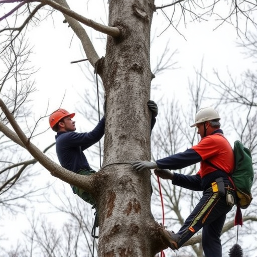 tree services