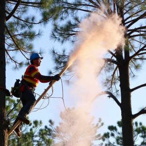 tree-services-640x480-45753563.jpeg