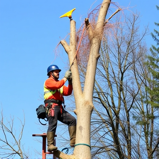 tree services