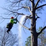 Portland OR Tree Services: Navigating Compliance with Key Ordinance Elements