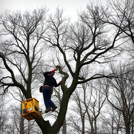 tree services