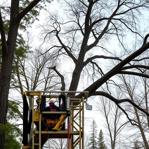 tree services