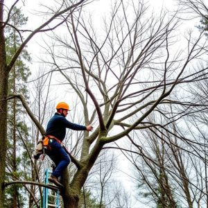 tree-services-640x480-87204747.jpeg