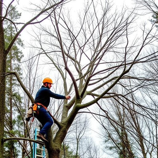 tree-services-640x480-87204747.jpeg
