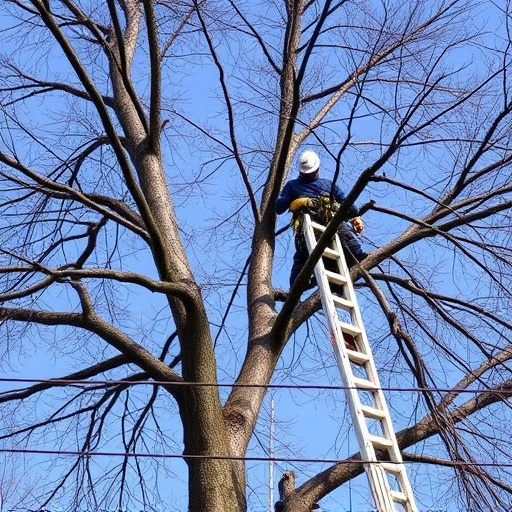 tree trimming