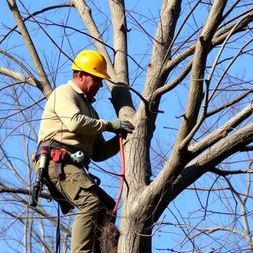 tree-trimming-640x480-23517068.jpeg