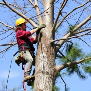 tree-trimming-640x480-24214299.jpeg