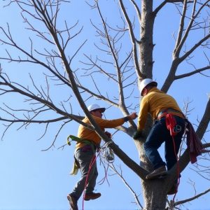 tree-trimming-640x480-38266151.jpeg
