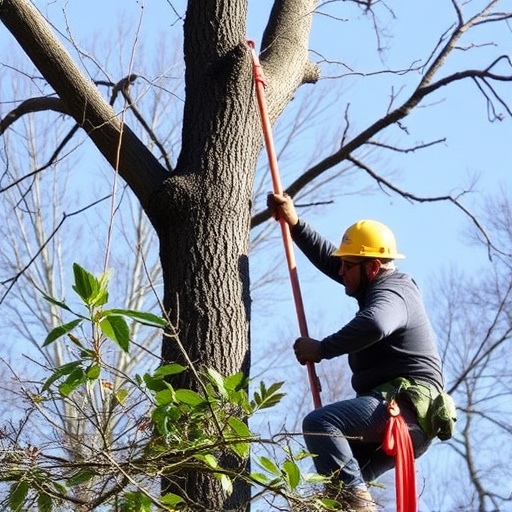 tree trimming