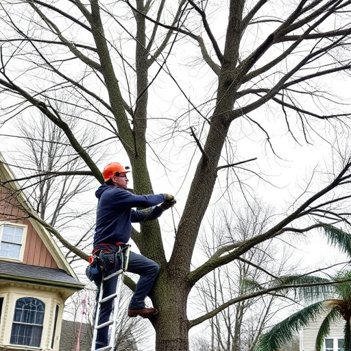 tree trimming