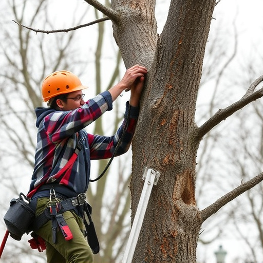 tree trimming