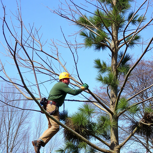 tree trimming