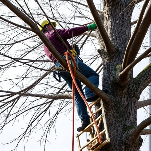 tree trimming