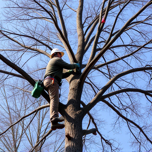 tree trimming