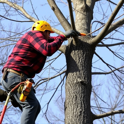 tree trimming