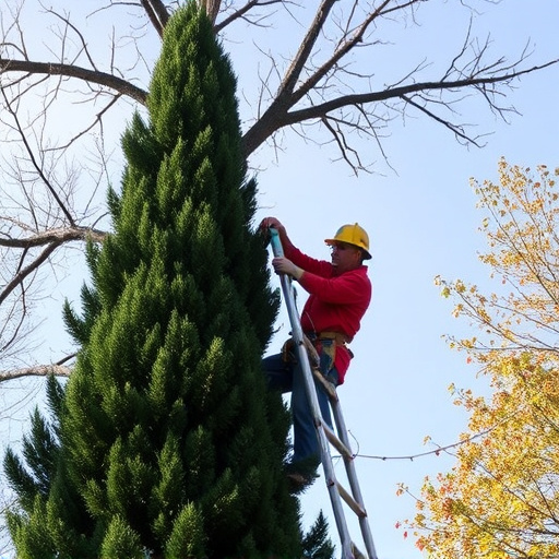 tree trimming