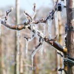 Vancouver WA Arborist: Expert Care for Your Property’s Trees