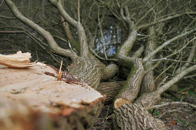 arborist