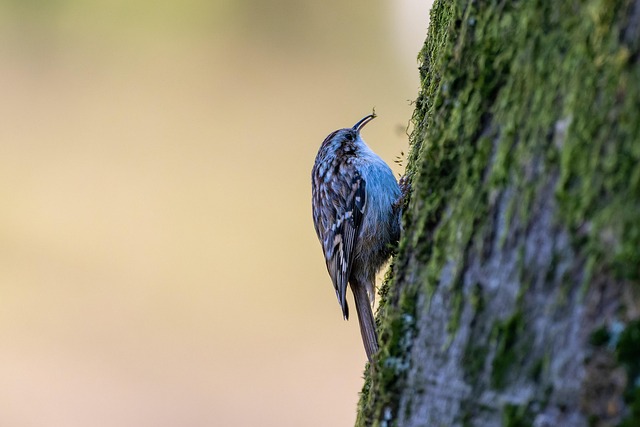 arborist