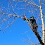 Vancouver WA Arborists: Driving Urban Greening Strategies and Community Success
