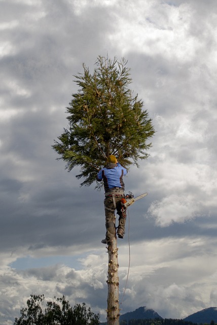 arborist