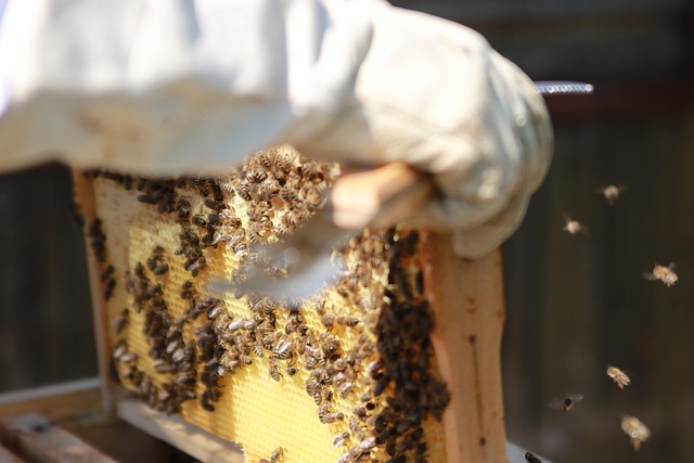 beekeeping supplies