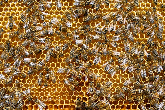 beekeeping supplies