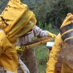 Optimizing Beehive Health: A Guide to Bottom Boards
