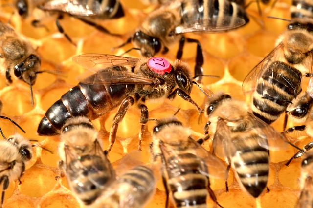 beekeeping supplies