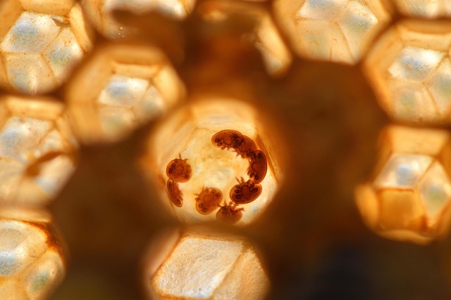 beekeeping supplies