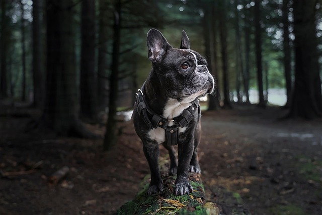 dog thermometers