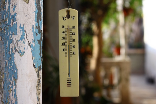 dog thermometers