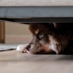 Dog Battery Thermometers: Understanding, Types, Readings & Care