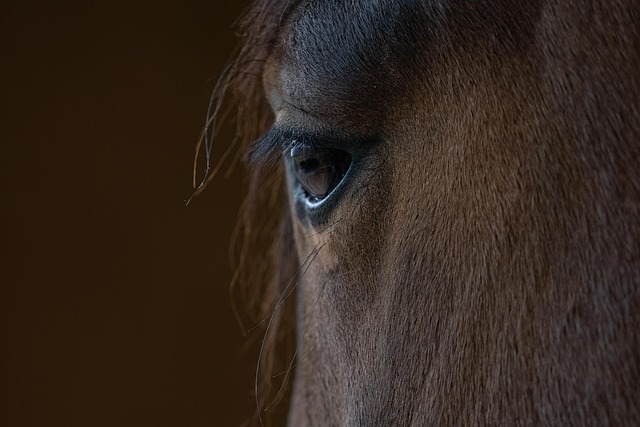 equestrian equipment