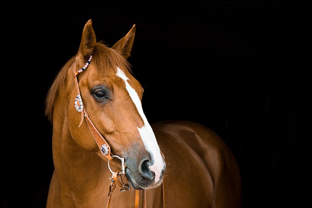 equestrian equipment