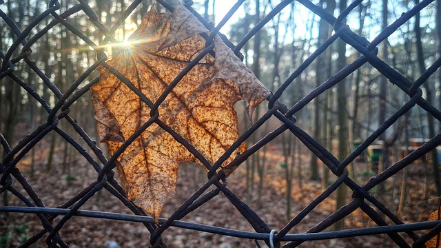 fencing foils
