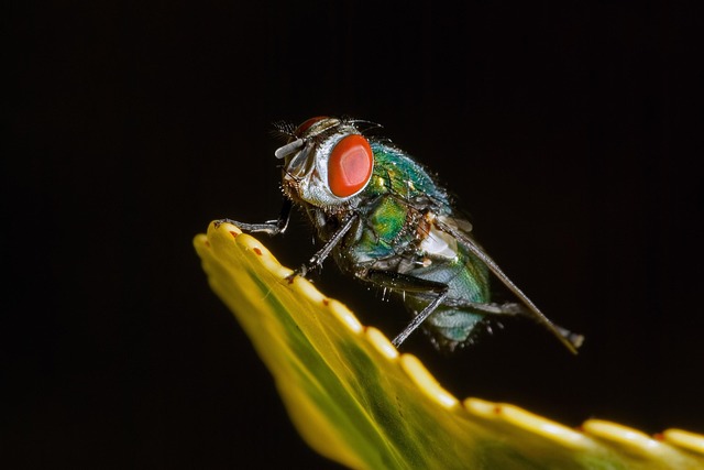 fly fishing flies
