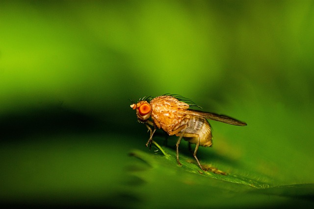 fly fishing flies